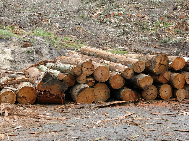 Felling gum trees 3 Oct. 2014. Cambridge Tree Trust